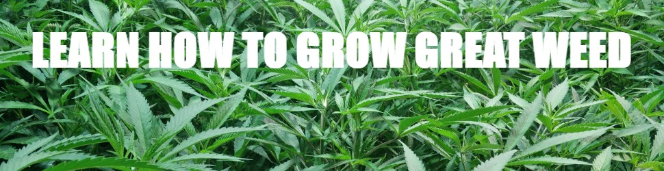Get great deals on Feminized Cannabis Seeds